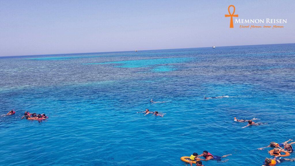 Schwimmen mit Delfinen im Roten Meer