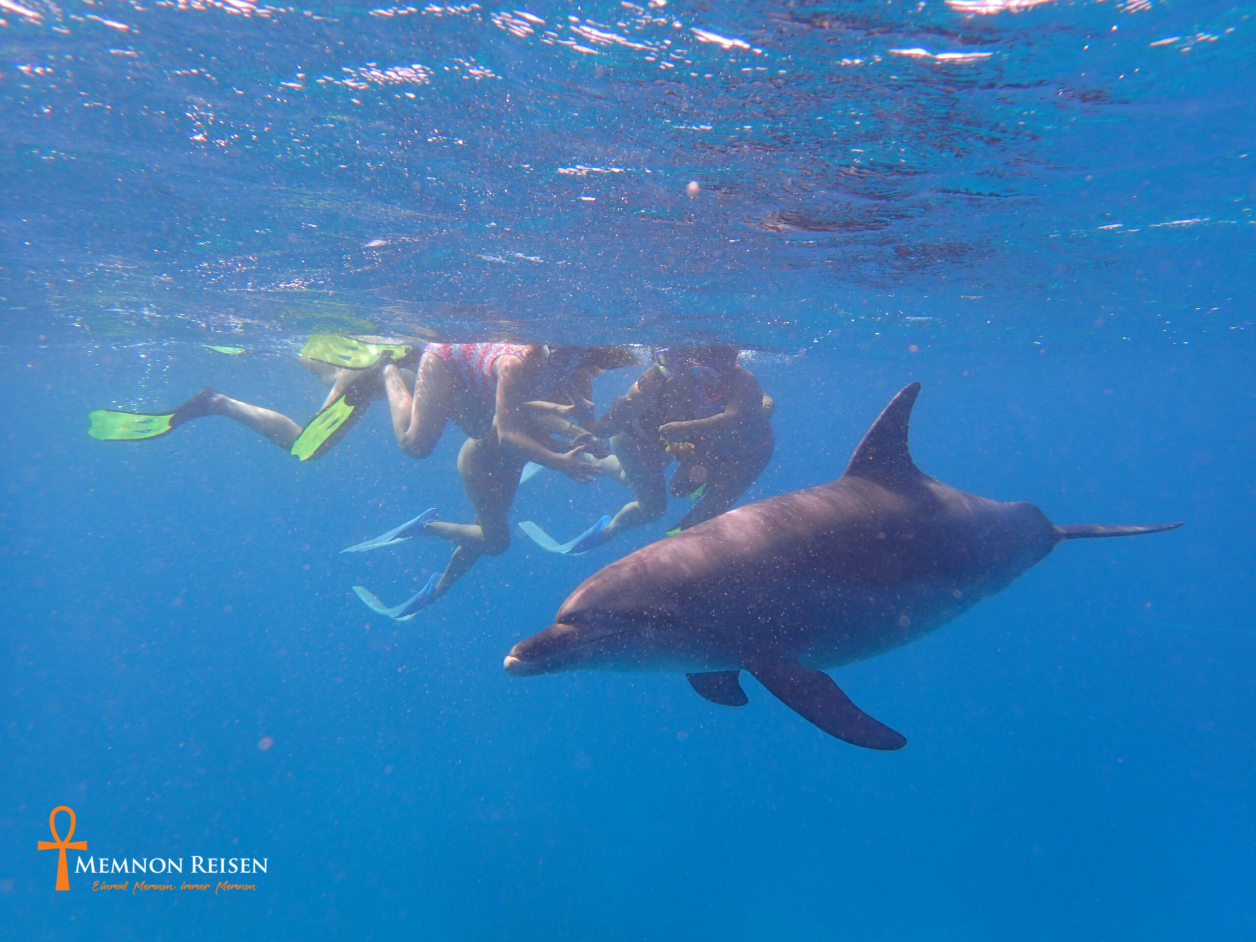 Mit Delfinen schwimmen-Privat