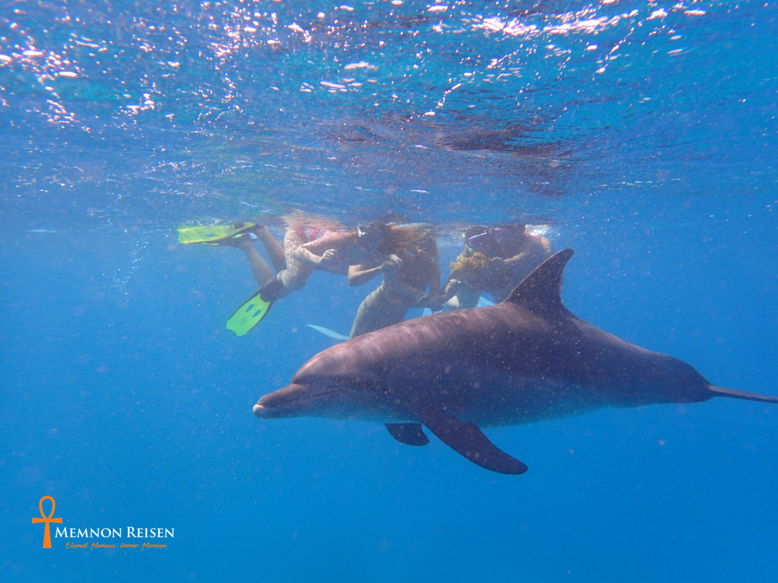 Mit Delfinen schwimmen-Privat