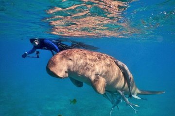 Excursion de plongée en apnée avec les tortues et les dugongs à Marsa Alam