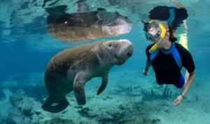 Excursion de plongée en apnée avec les tortues et les dugongs à Marsa Alam