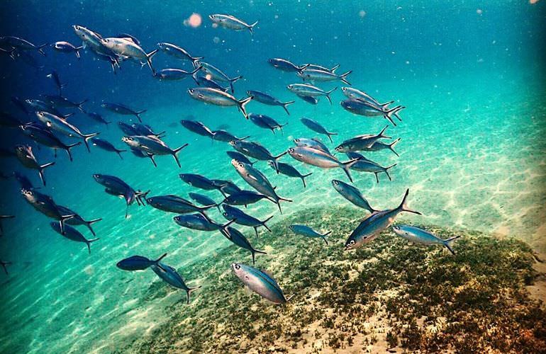 Excursion à l'île Hamata depuis Marsa Alam