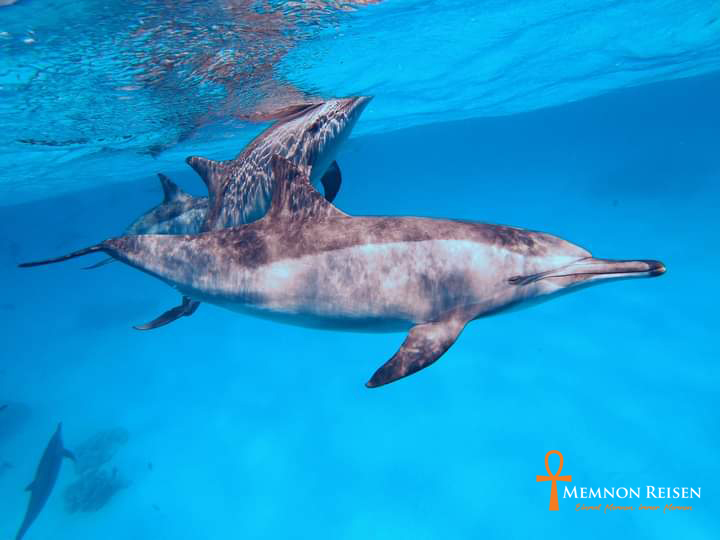 Nager avec les dauphins à Marsa Alam