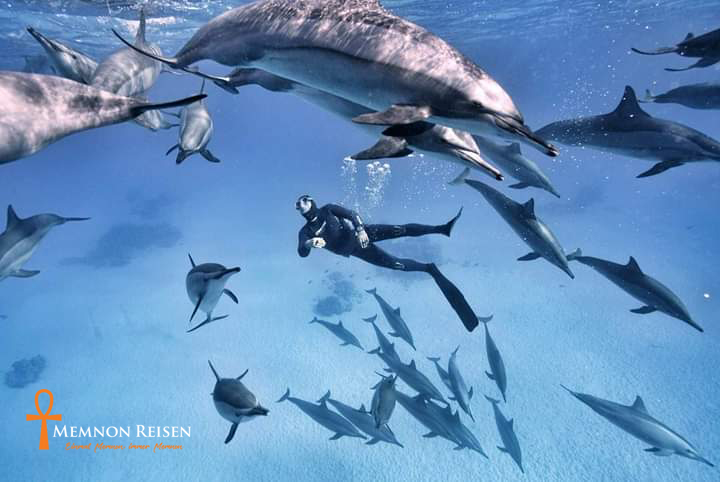 Nager avec les dauphins à Marsa Alam