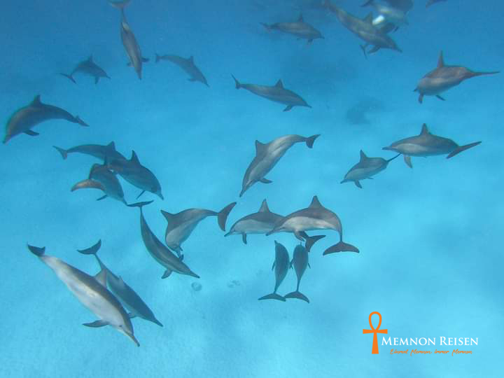 Nager avec les dauphins à Marsa Alam