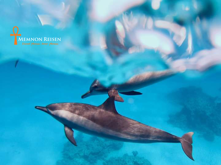 Nager avec les dauphins à Marsa Alam