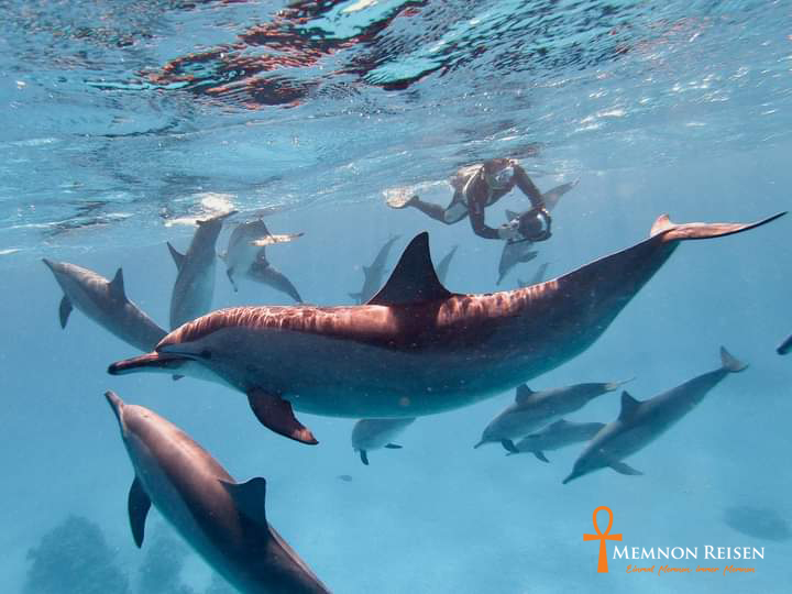 Nager avec les dauphins à Marsa Alam